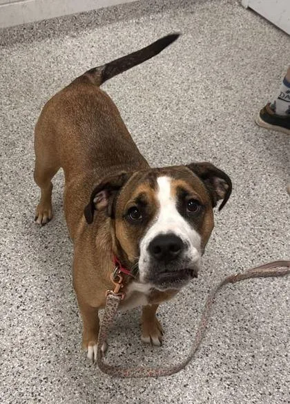 An adult large-sized female Brown / Chocolate Mixed Breed dog named Abigail for adoption in Kansas City, MO
