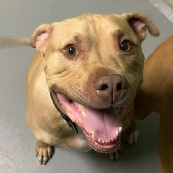 A senior large-sized male Mixed Breed dog named Mr. for adoption in DeKalb, IL