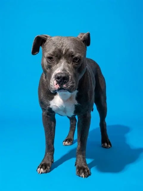 A young large-sized male Mixed Breed dog named King for adoption in Jacksonville, FL