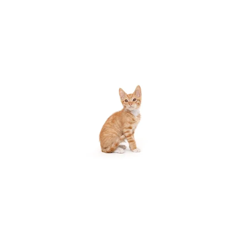 A baby small-sized male Orange / Red Domestic Short Hair cat named Kyoto for adoption in Playa Vista, CA