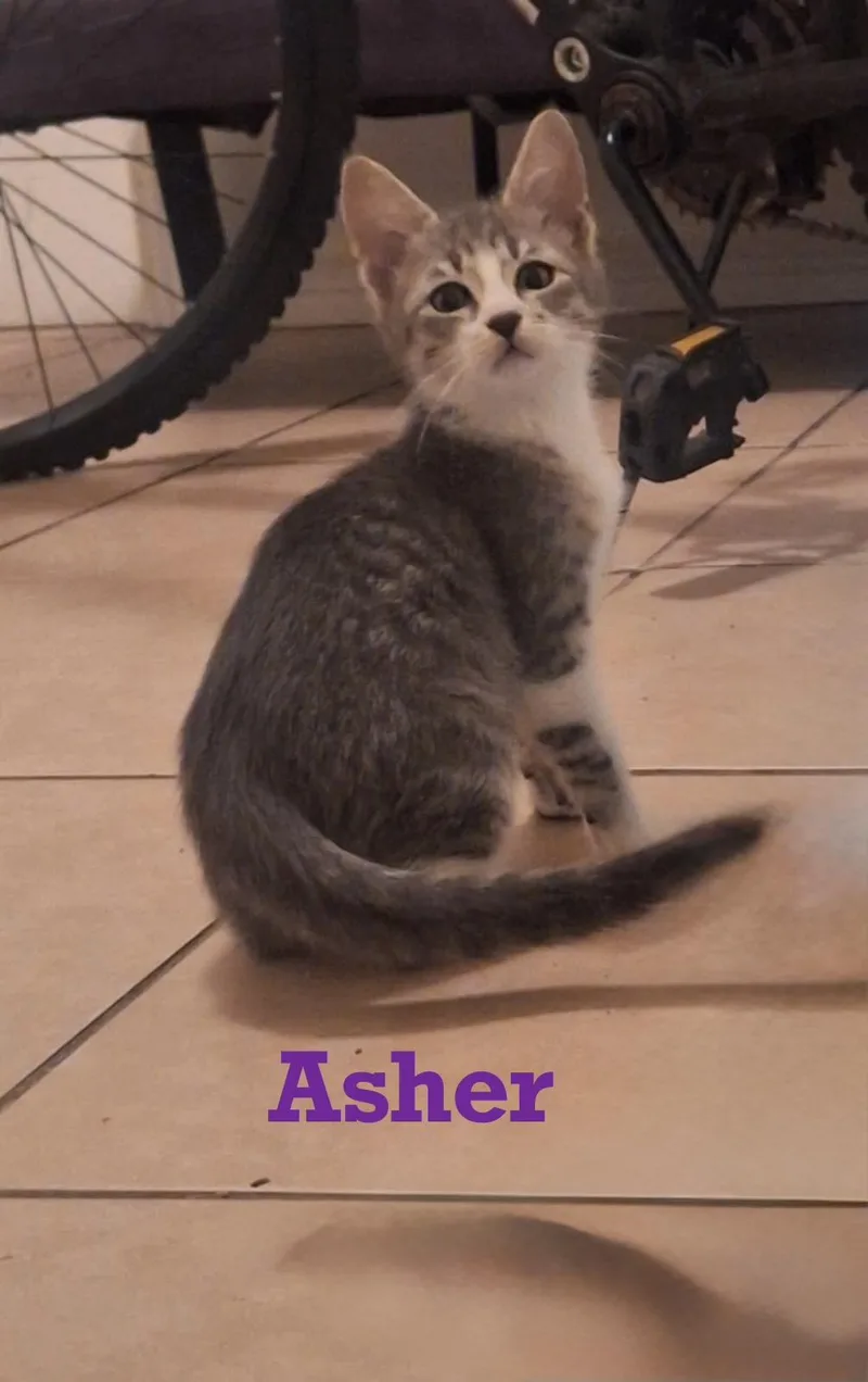 A baby medium-sized male Tabby (Gray / Blue / Silver) Tabby cat named Asher for adoption in Houston, TX
