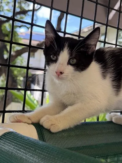 A baby small-sized female Domestic Short Hair cat named Poipu for adoption in Honolulu, HI