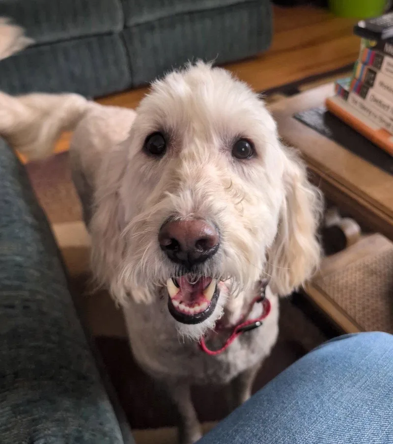 An adult medium-sized female Golden Retriever dog named Stella for adoption in Rochester, NY