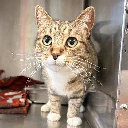 An adult medium-sized female Domestic Short Hair cat named Pork And Beans for adoption in Davenport, IA