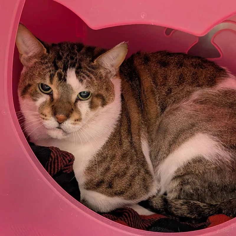 An adult large-sized male Brown / Chocolate Domestic Short Hair cat named Igor for adoption in Titusville, FL
