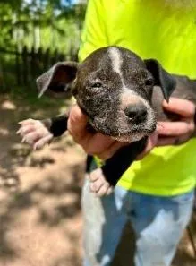 A baby medium-sized male Mixed Breed dog named Cosmos for adoption in West Chester, PA