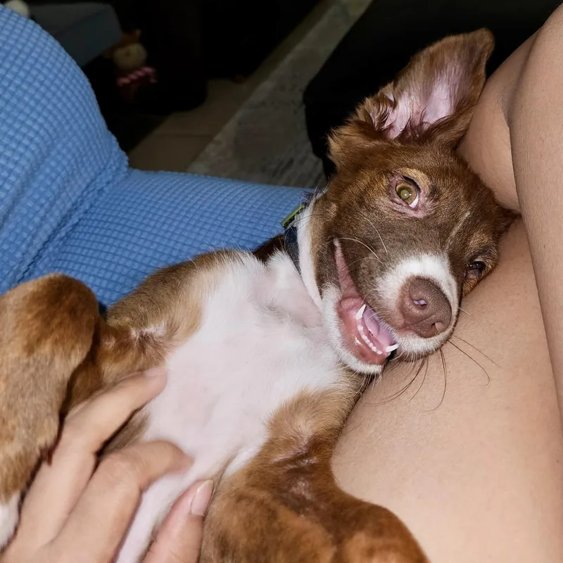 A baby medium-sized male Red / Chestnut / Orange Mixed Breed dog named Hershey for adoption in Houston, TX