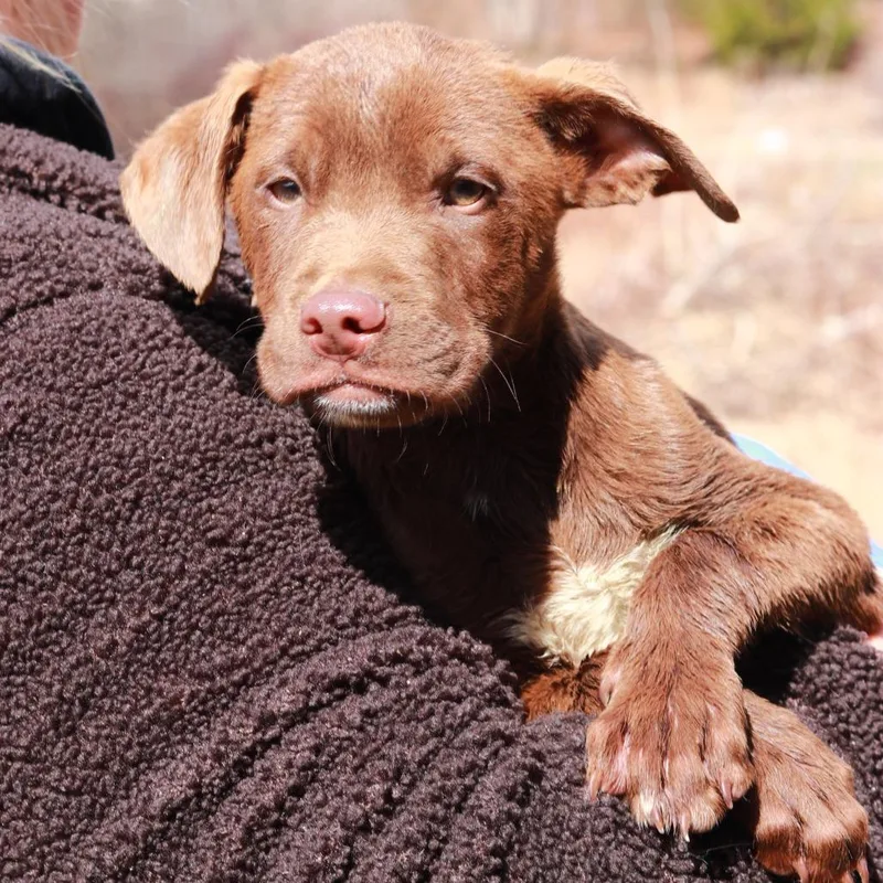 Ct Mambo thumbnail 2