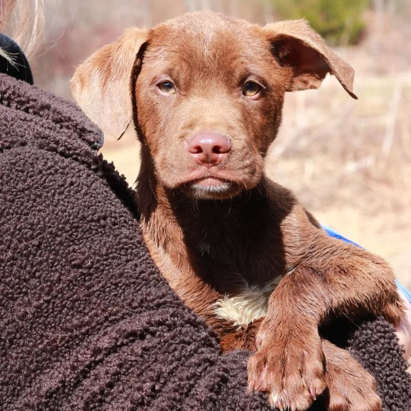 Ct Mambo thumbnail 3