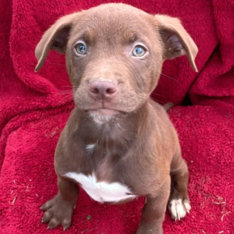 Ct Mambo thumbnail 4