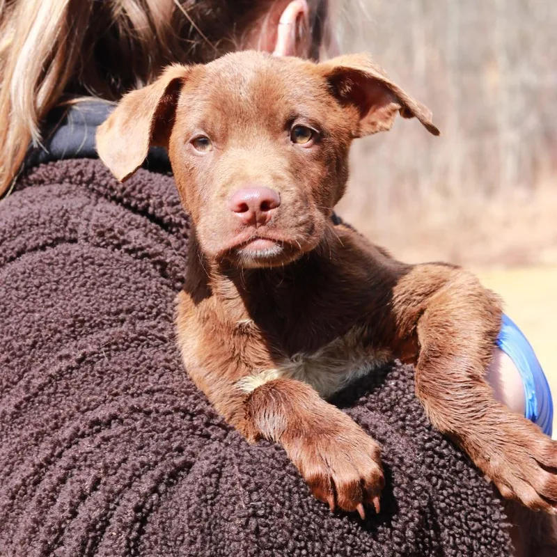 Ct Mambo thumbnail 5