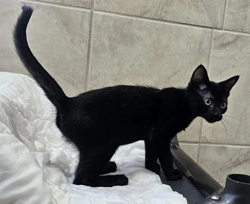 A baby small-sized male Black Domestic Short Hair cat named Athlete for adoption in Canon City, CO