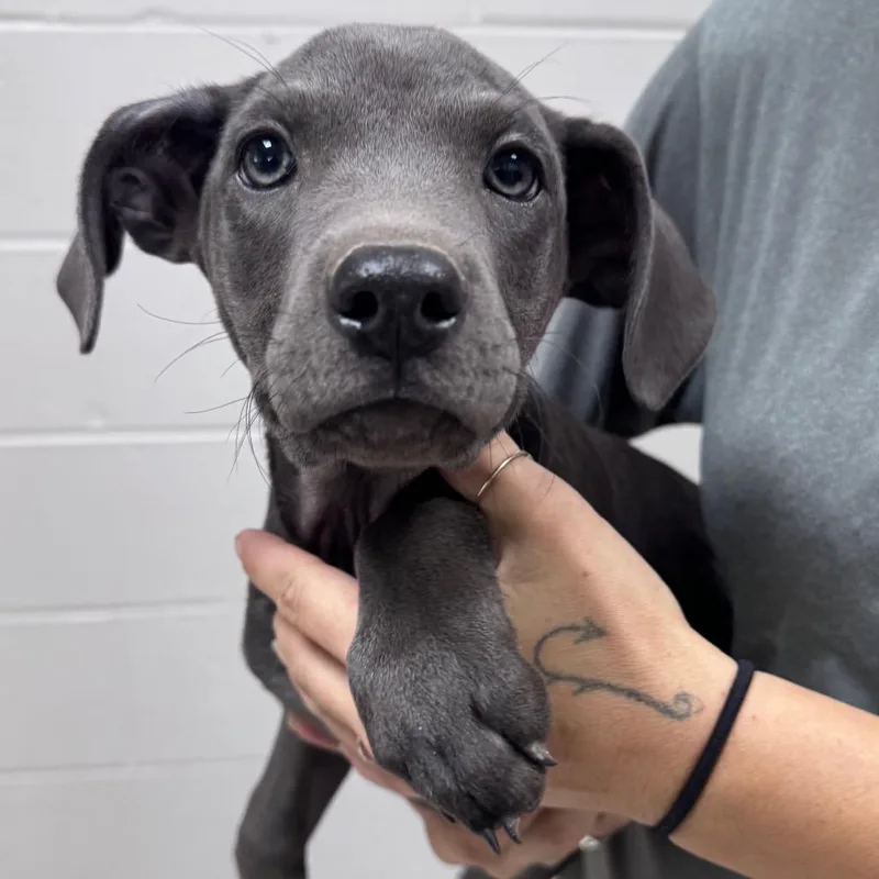A baby small-sized female Gray / Blue / Silver Mixed Breed dog named Filly for adoption in Lufkin, TX
