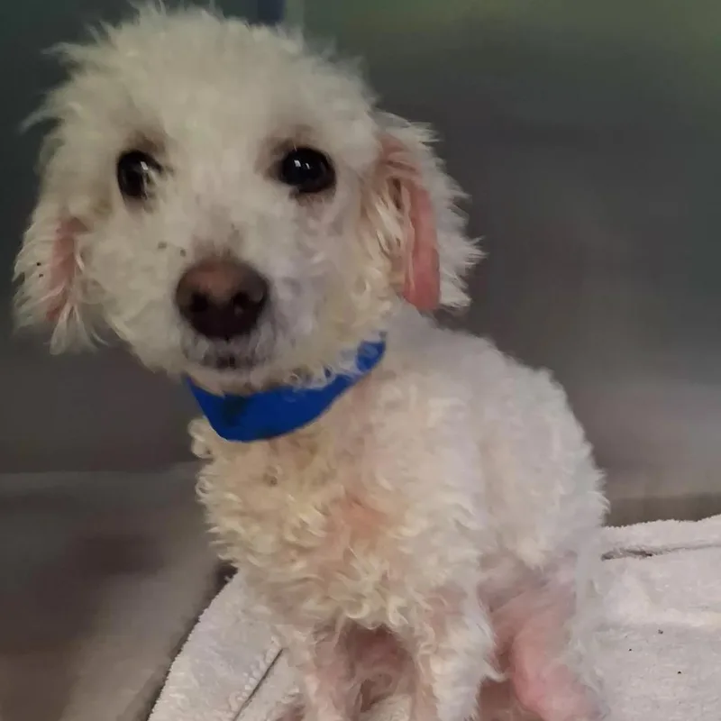 A young small-sized male White / Cream Miniature Poodle dog named Oliver for adoption in Spokane, WA