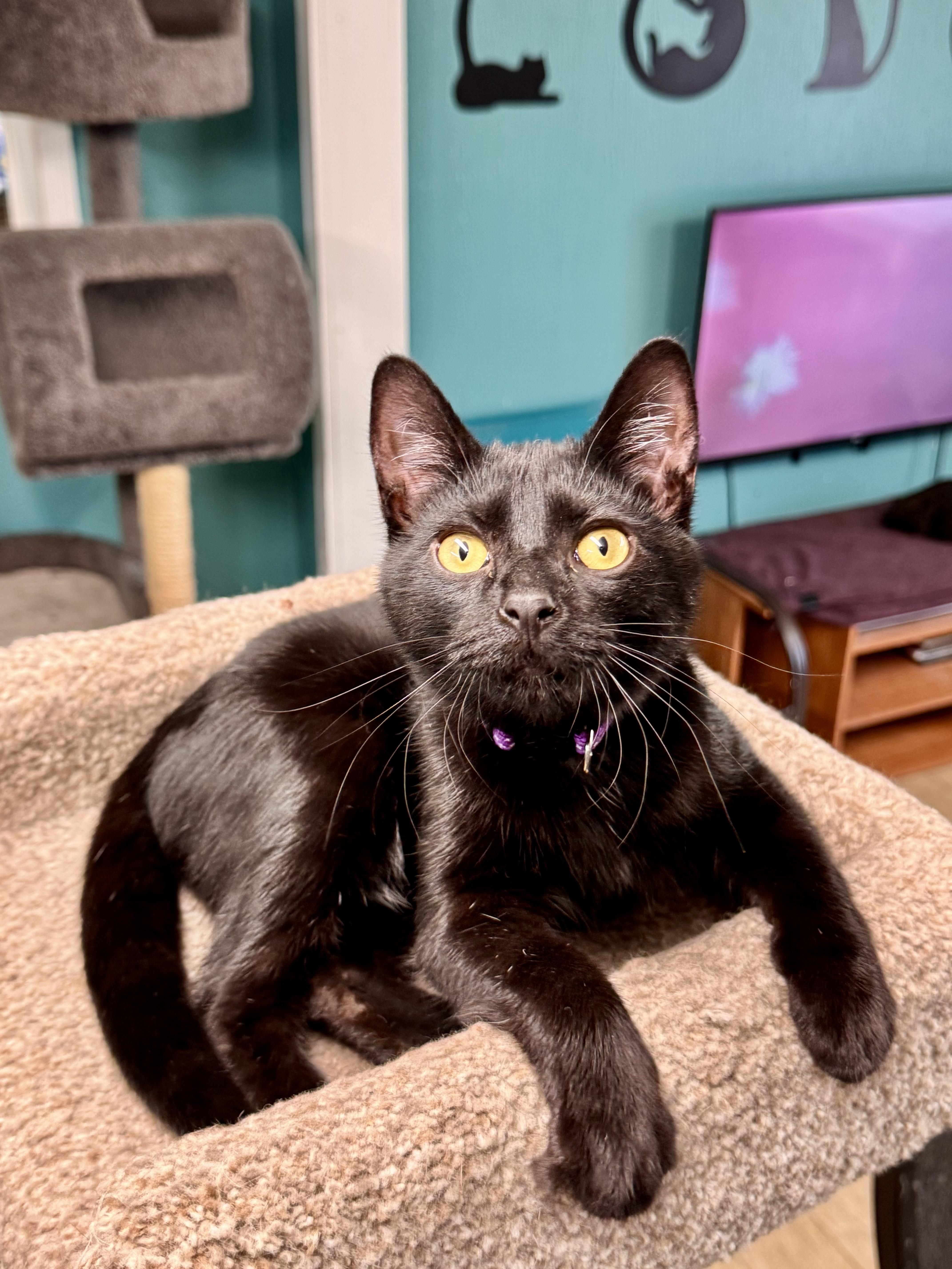 A baby medium-sized male Domestic Short Hair cat named Smokie for adoption in Scottsburg, IN