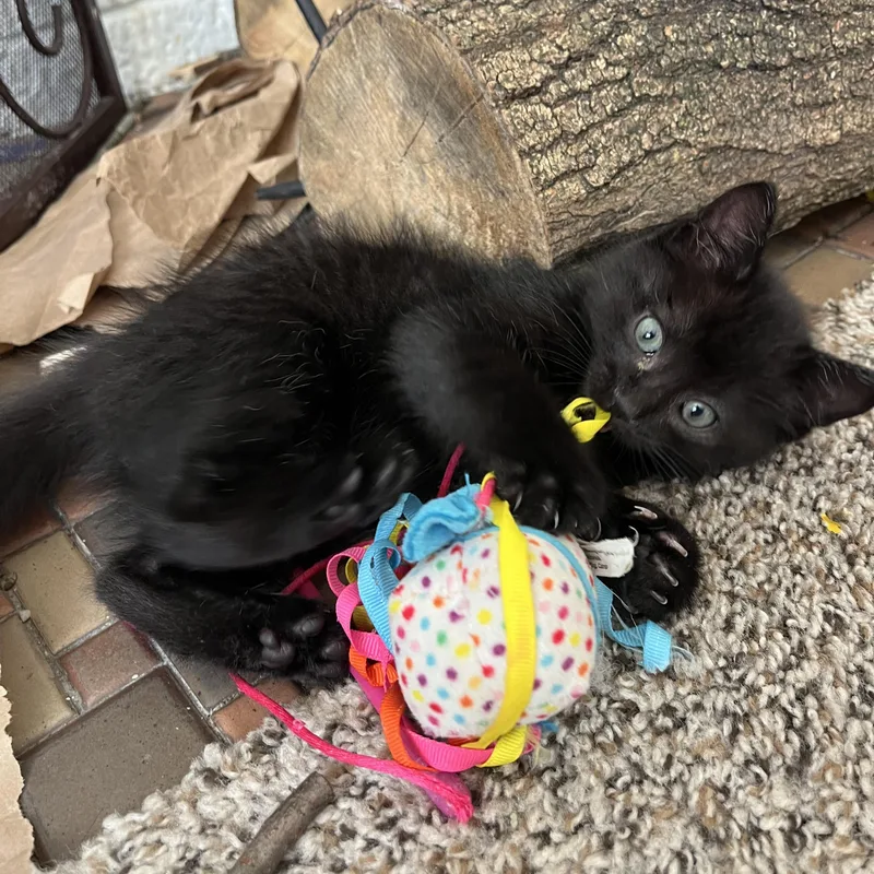 A baby small-sized male Black Domestic Short Hair cat named Bear Cub for adoption in Grand Rapids, MI
