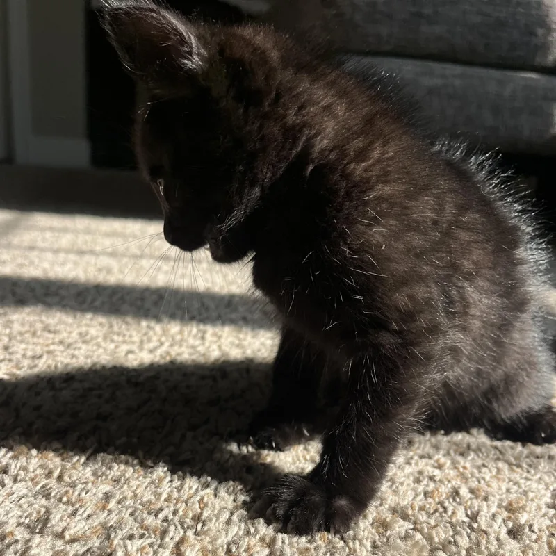 Bear Cub thumbnail 3
