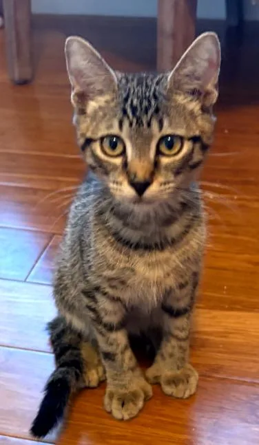 A young medium-sized male Domestic Short Hair cat named Thumbs for adoption in Phoenix, AZ