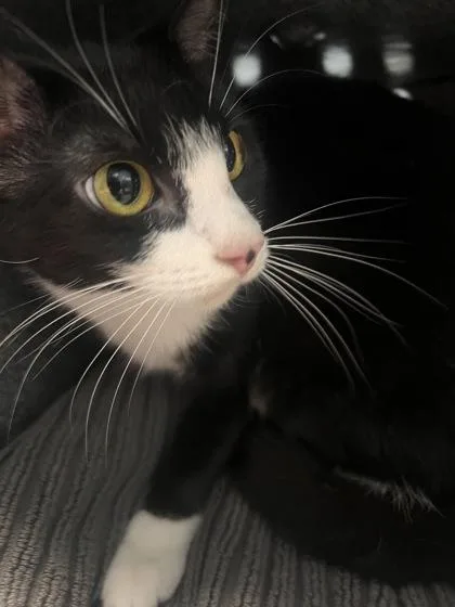 A young small-sized female Domestic Short Hair cat named Vroom for adoption in Daytona Beach, FL