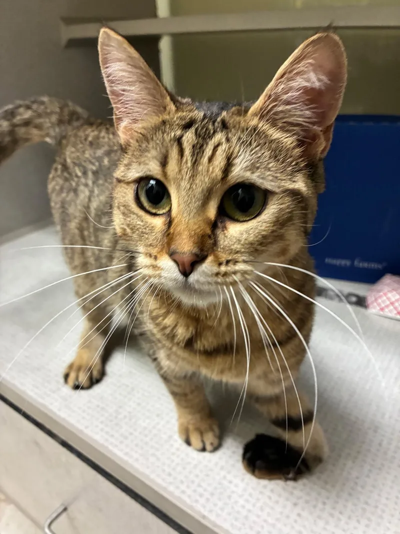 A young small-sized female Tabby (Brown / Chocolate) Domestic Short Hair cat named Joy for adoption in Huntington Beach, CA