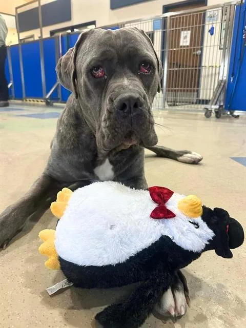A young large-sized male Cane Corso dog named Rocky for adoption in Fort Wayne, IN
