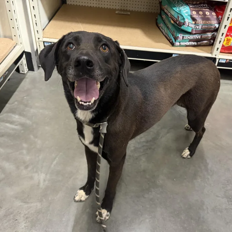 An adult medium-sized female Black Labrador Retriever dog named Apple for adoption in Wheeling, IL