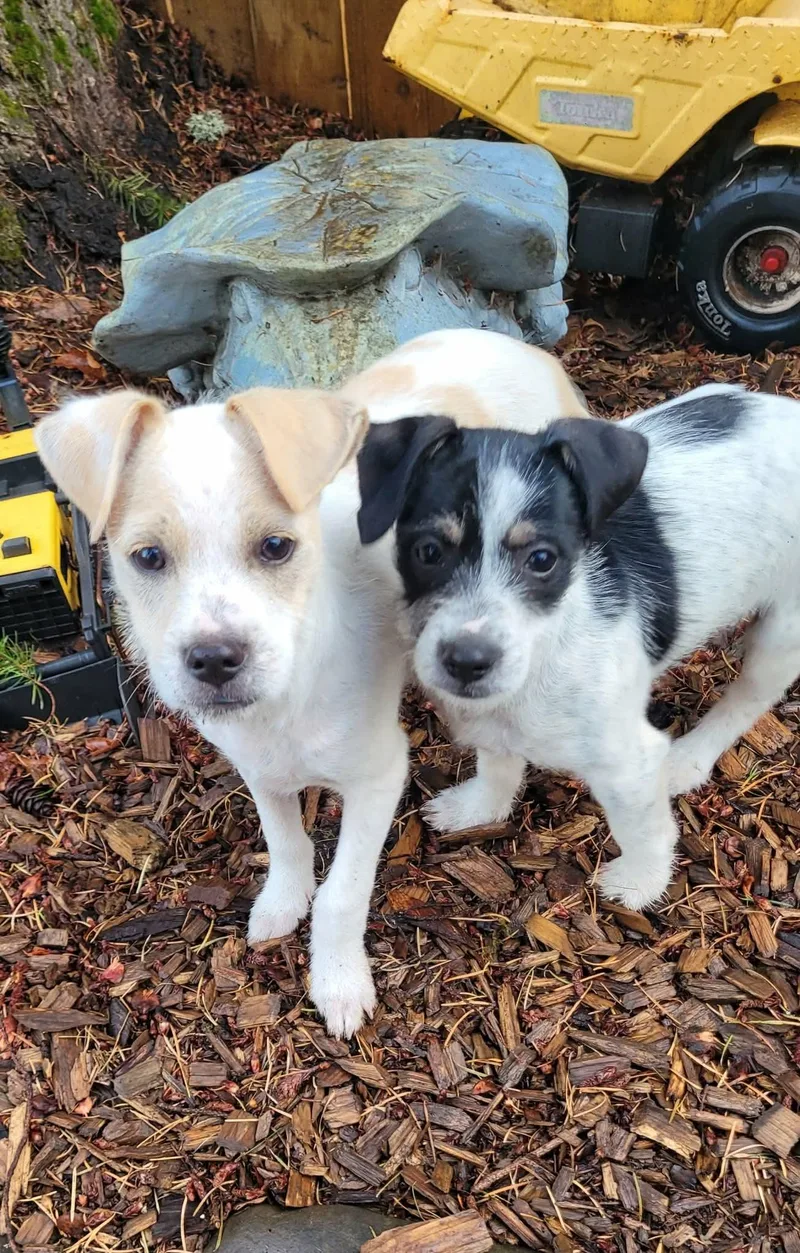 A baby small-sized male White / Cream Jack Russell Terrier dog named Chowder for adoption in Beavercreek, OR