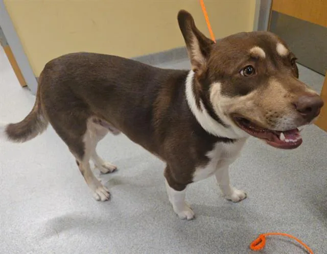 A young medium-sized male Australian Cattle Dog / Blue Heeler dog named Hughie for adoption in Tustin, CA