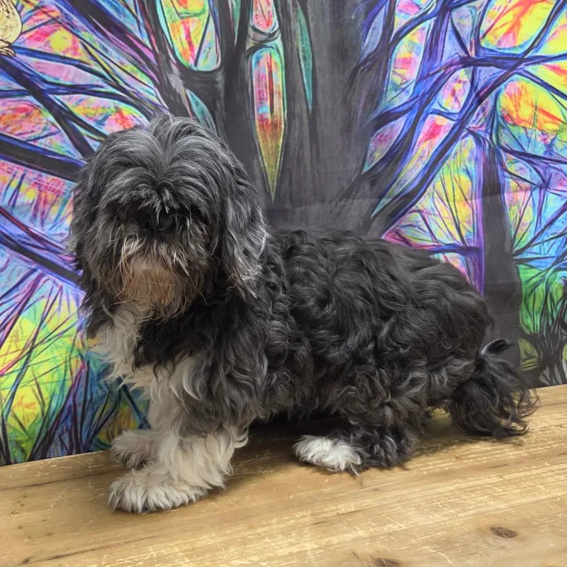 A senior small-sized female Black Shih Tzu dog named Rainey dae for adoption in Normal, IL