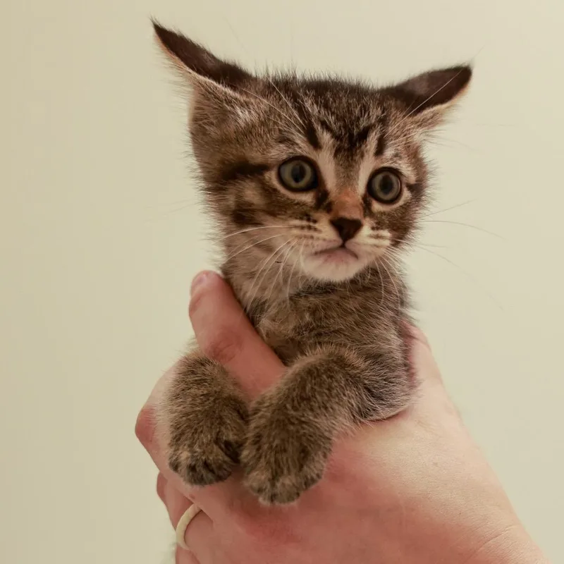 A baby small-sized male Brown / Chocolate Domestic Short Hair cat named Mulligan for adoption in Chaska, MN
