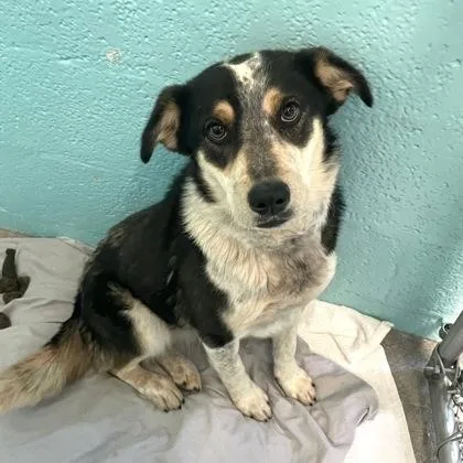 A young medium-sized female Black Australian Cattle Dog / Blue Heeler dog named Bluey for adoption in Flagstaff, AZ