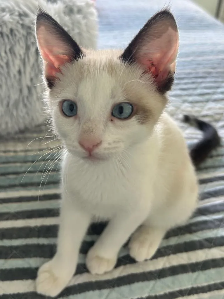 A baby small-sized male Domestic Short Hair cat named Bucky for adoption in Ogden, UT