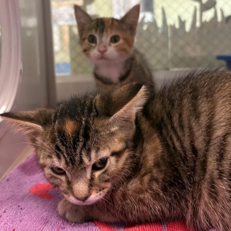 A baby small-sized female Torbie Domestic Short Hair cat named Nora for adoption in East Hanover, NJ