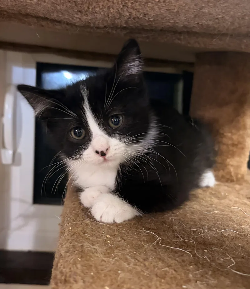 A baby small-sized female Black & White / Tuxedo Domestic Short Hair cat named Strudel for adoption in Ashland, KY