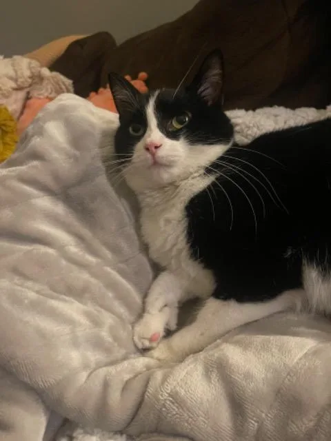 Broccolini thumbnail 2