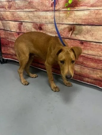 A young medium-sized male Hound dog named AC "Rune" for adoption in Conyers, GA