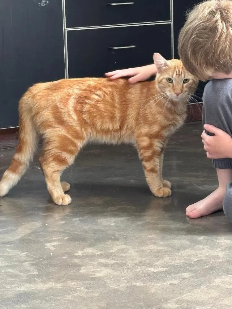 An adult medium-sized male Tabby (Orange / Red) Domestic Short Hair cat named Fried Chicken for adoption in Oceanside, CA