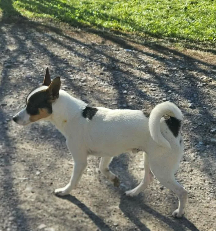 Manook In La thumbnail 2