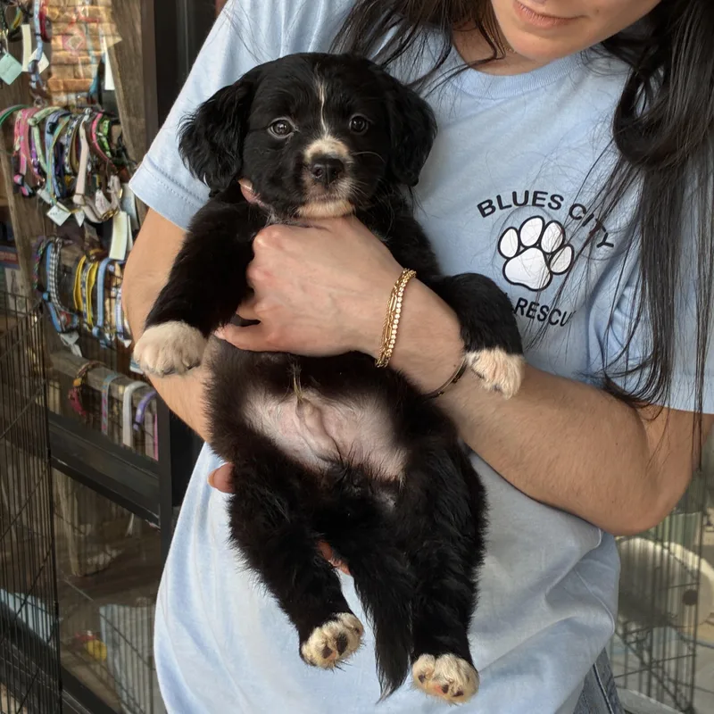 A baby medium-sized female Black Cockapoo dog named Oakley And Magnolia for adoption in Cordova, TN
