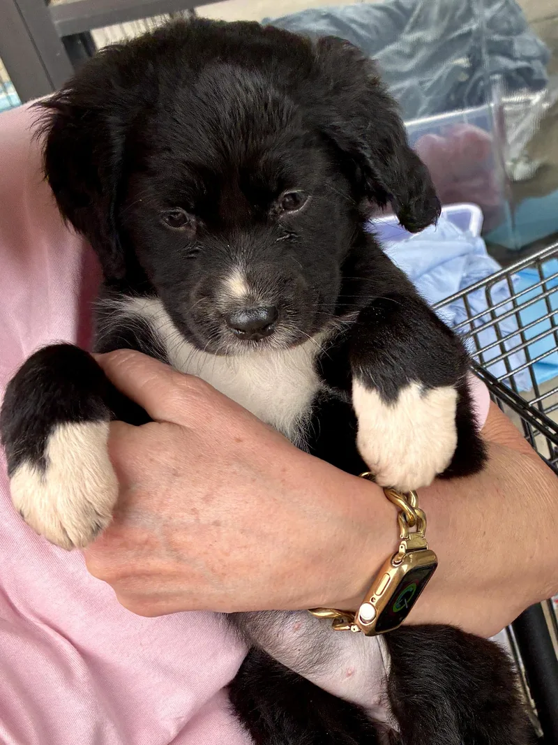Oakley And Magnolia thumbnail 4
