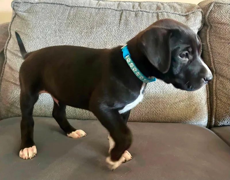 Zeus