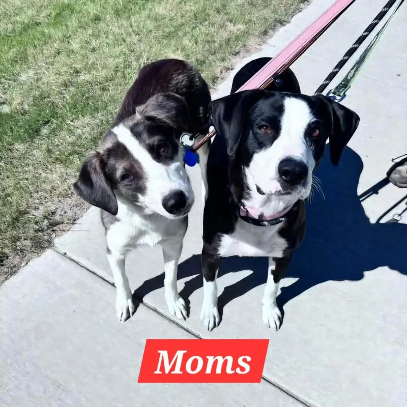 A baby small-sized male Black Mixed Breed dog named Oaken for adoption in Rochester, MN