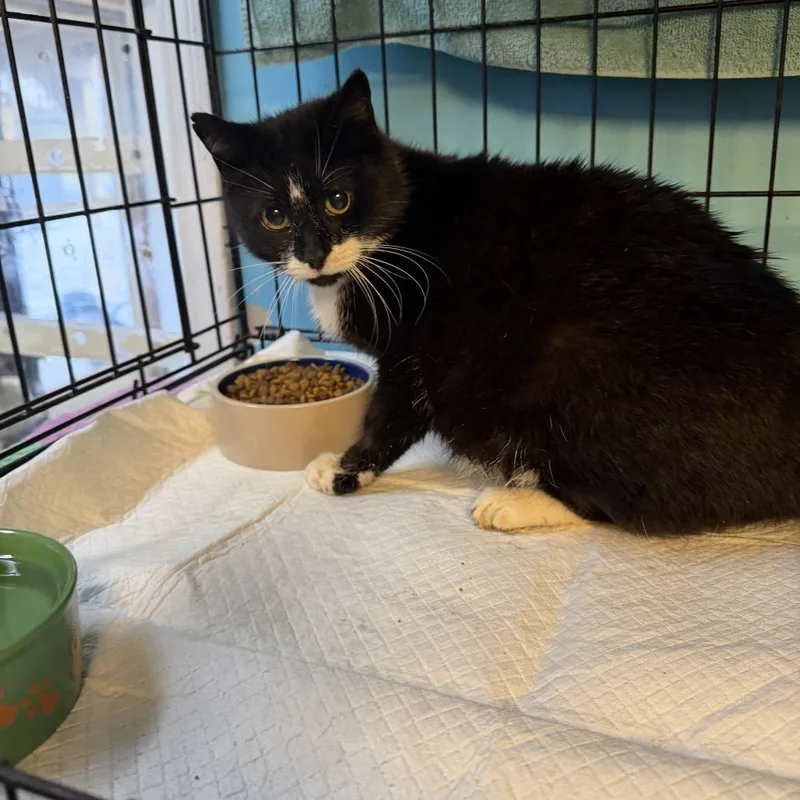 An adult medium-sized female Black Domestic Short Hair cat named Bootsie for adoption in Pennsville, NJ