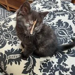 A baby small-sized female Black Domestic Short Hair cat named Pancake for adoption in Allentown, PA