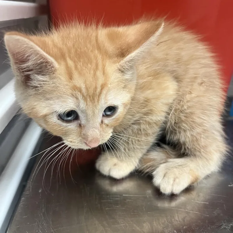 A baby small-sized male Orange / Red Domestic Short Hair cat named Grant for adoption in Columbus, GA