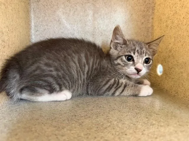 A baby small-sized male Domestic Short Hair cat named Hotline for adoption in Antioch, CA