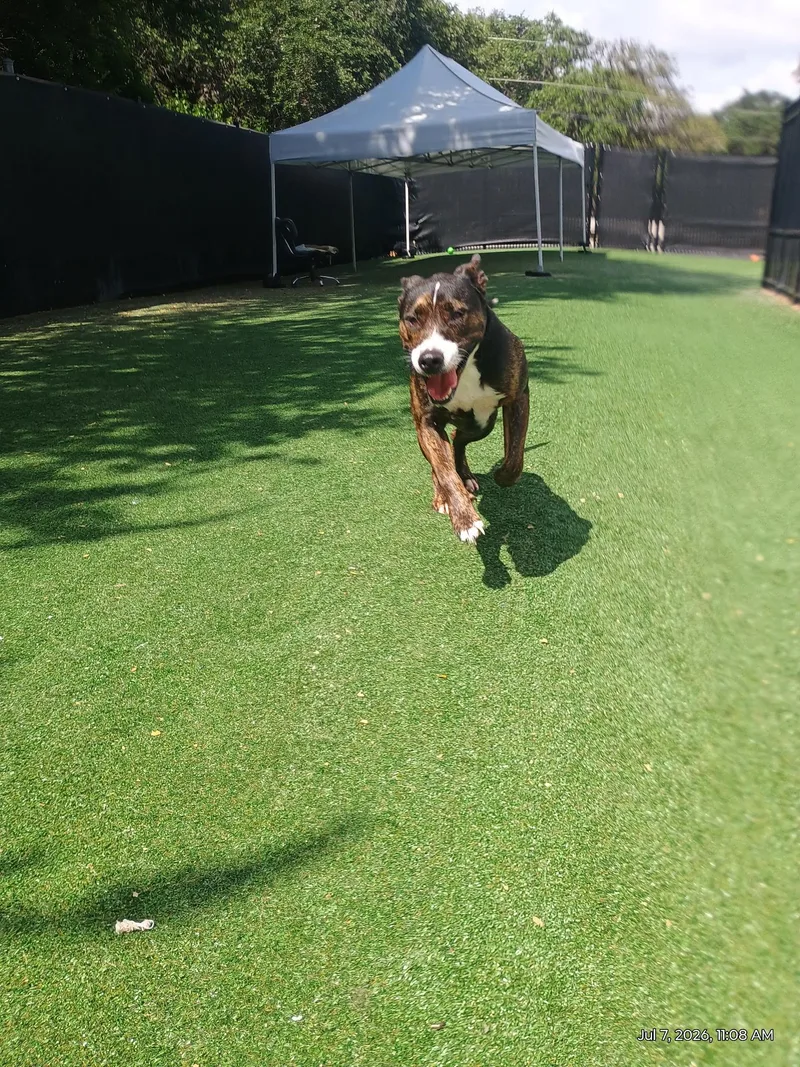 An adult medium-sized male Tricolor (Brown, Black, & White) Shepherd dog named Donner for adoption in Windcrest, TX