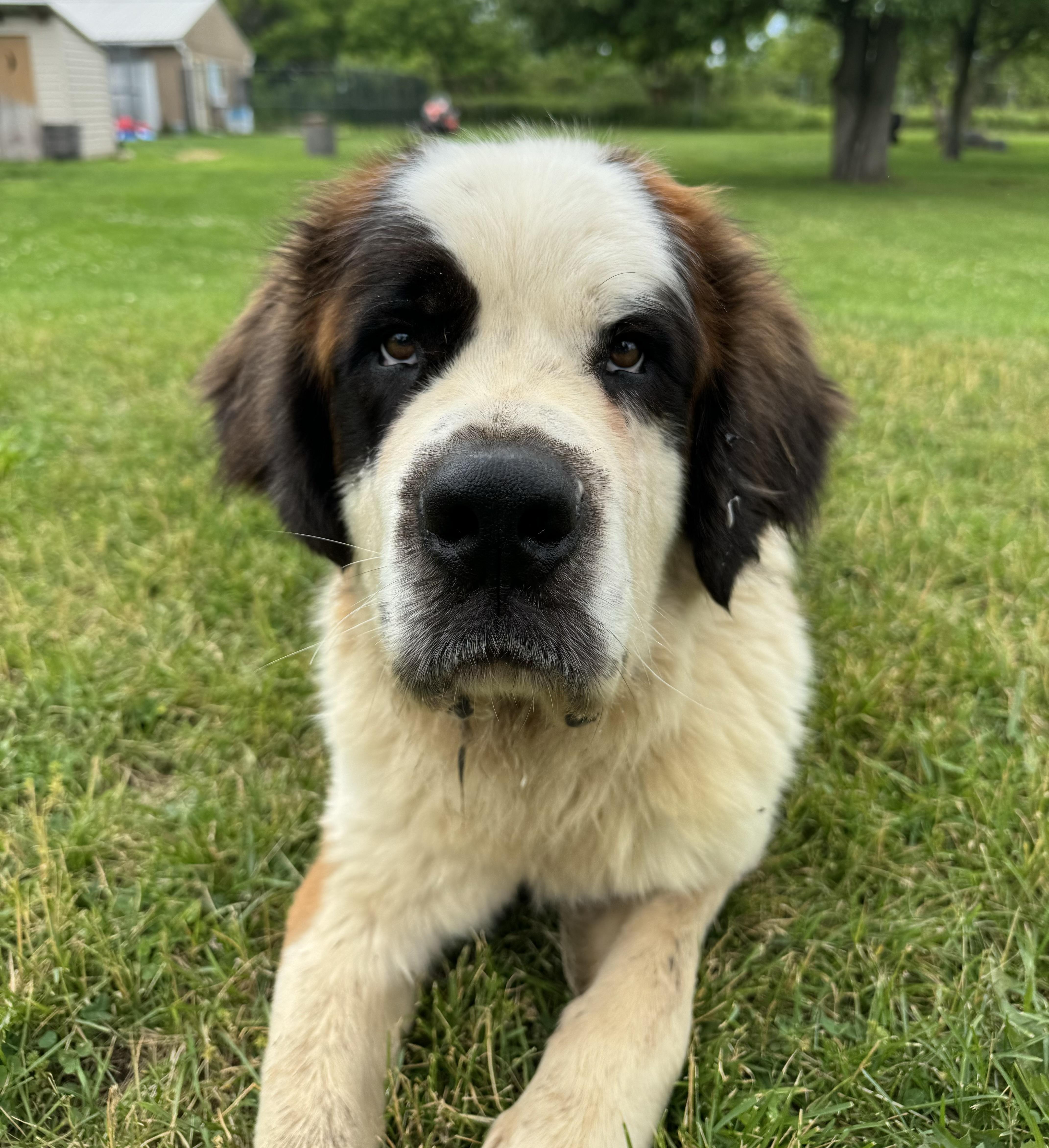 Gus