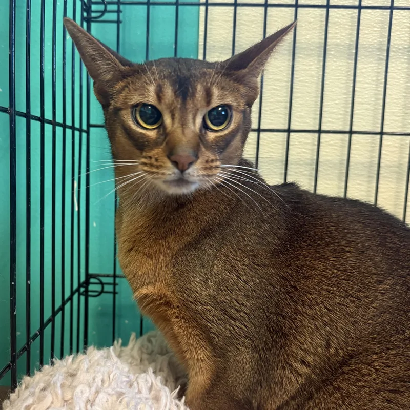 An adult medium-sized female Buff / Tan / Fawn Abyssinian cat named Mango for adoption in Brookings, SD
