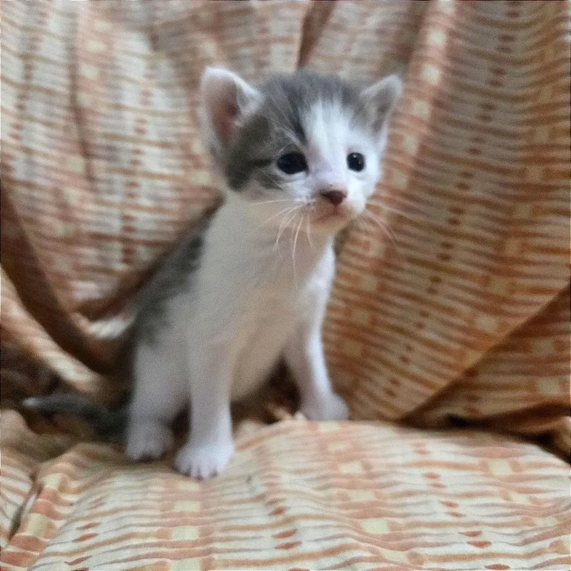 A baby small-sized male Gray / Blue / Silver Domestic Short Hair cat named Soot for adoption in Webster, TX